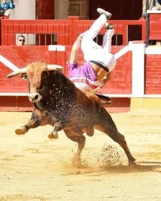 Foto 6 - J. P. Villanueva 'Aguilucho', campe&oacute;n del Concurso Nacional de Recortes de Soria