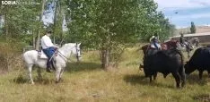 Trashumancia de Ágreda.