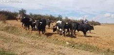 Trashumancia de Ágreda.