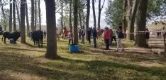 Trashumancia de Ágreda.