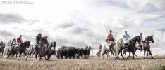 Trashumancia de Ágreda.