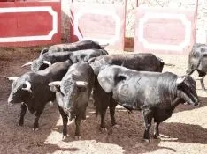 Foto 4 - Orden de Lidia de la corrida de rejones