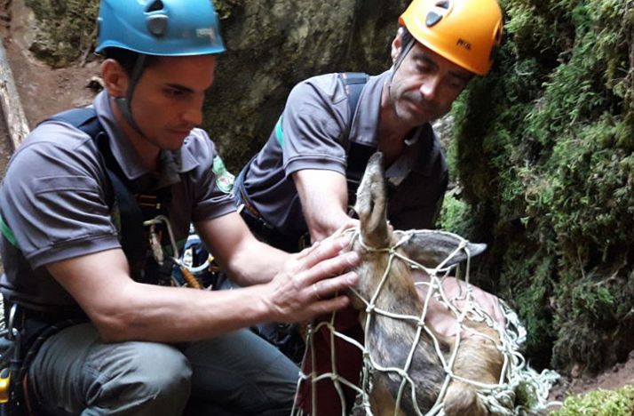El animal con los agentes medioambientales tras el rescate. /noticiasburgos.es