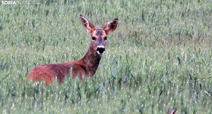 Una corza en un campo de cereal. /SN