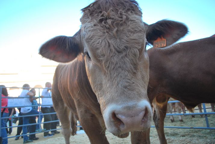 50 expositores y 200 animales en la XI feria ganadera de Soria