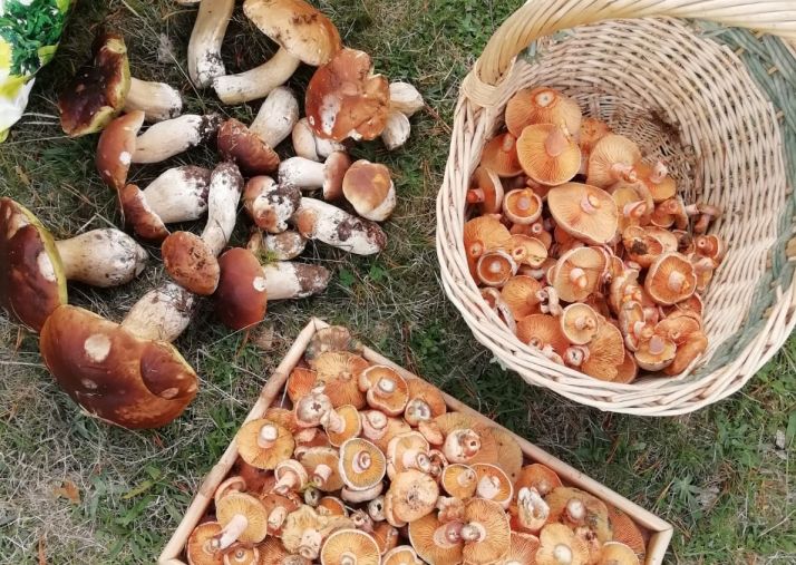 Arranca una temprana campaña micológica en Soria