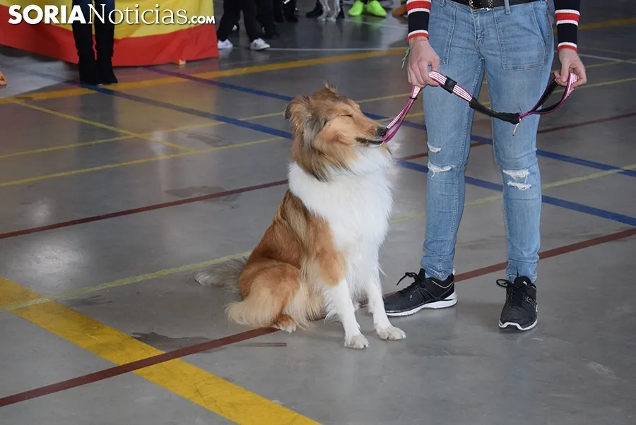 Foto 18 - Galer&iacute;a de im&aacute;genes: los perros Thay, Owen y Toby son los m&aacute;s guapos de Soria
