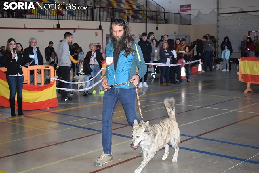 Foto 17 - Galer&iacute;a de im&aacute;genes: los perros Thay, Owen y Toby son los m&aacute;s guapos de Soria