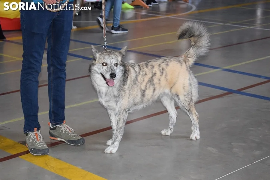 Foto 16 - Galer&iacute;a de im&aacute;genes: los perros Thay, Owen y Toby son los m&aacute;s guapos de Soria