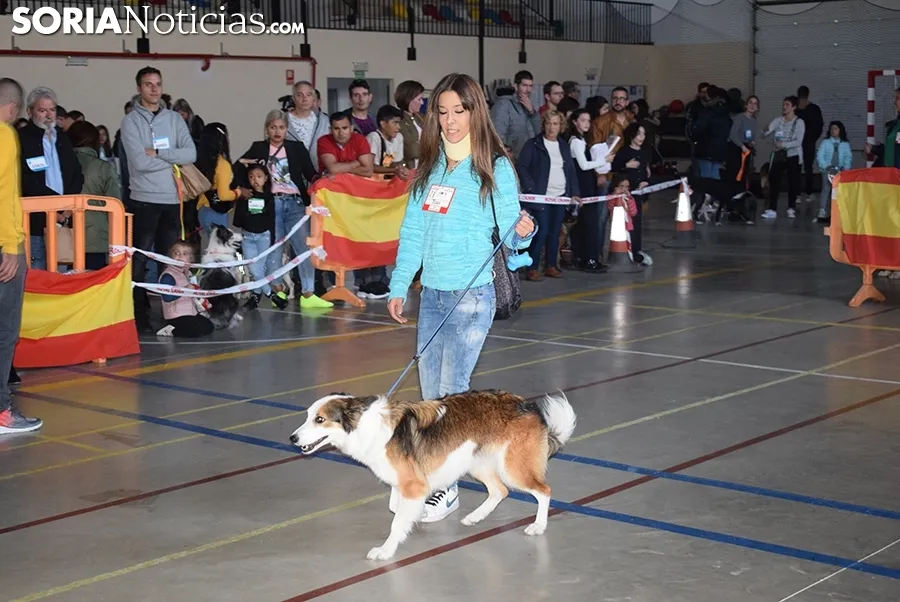 Foto 15 - Galer&iacute;a de im&aacute;genes: los perros Thay, Owen y Toby son los m&aacute;s guapos de Soria