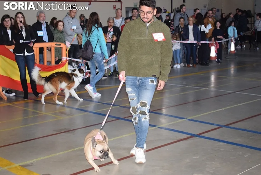 Foto 14 - Galer&iacute;a de im&aacute;genes: los perros Thay, Owen y Toby son los m&aacute;s guapos de Soria