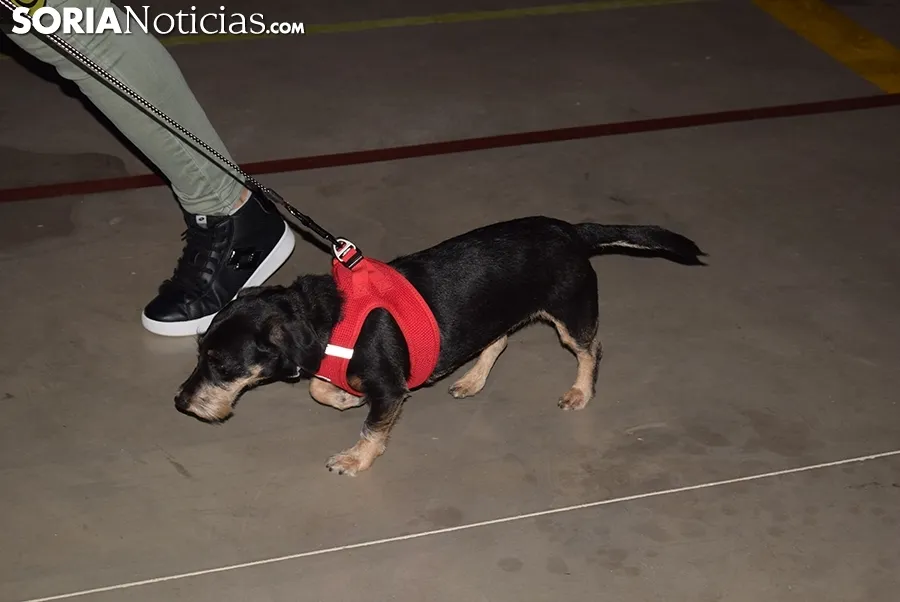 Foto 13 - Galer&iacute;a de im&aacute;genes: los perros Thay, Owen y Toby son los m&aacute;s guapos de Soria