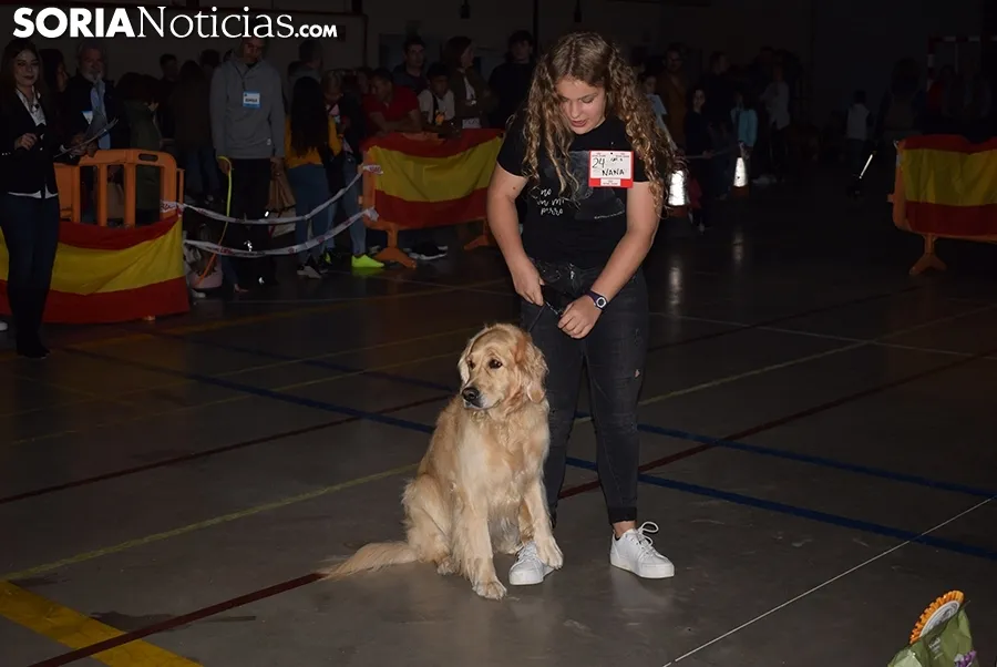 Foto 12 - Galer&iacute;a de im&aacute;genes: los perros Thay, Owen y Toby son los m&aacute;s guapos de Soria