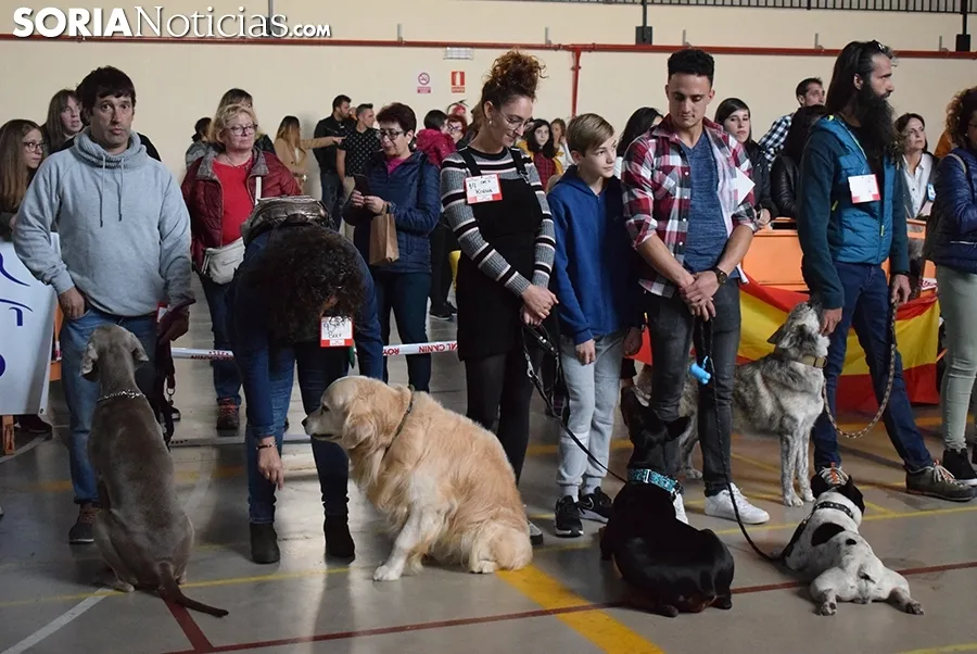 Foto 11 - Galer&iacute;a de im&aacute;genes: los perros Thay, Owen y Toby son los m&aacute;s guapos de Soria