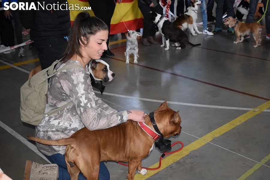 Foto 10 - Galer&iacute;a de im&aacute;genes: los perros Thay, Owen y Toby son los m&aacute;s guapos de Soria
