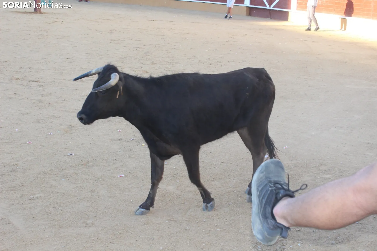 Suelta de vaquillas en La Chata. SN