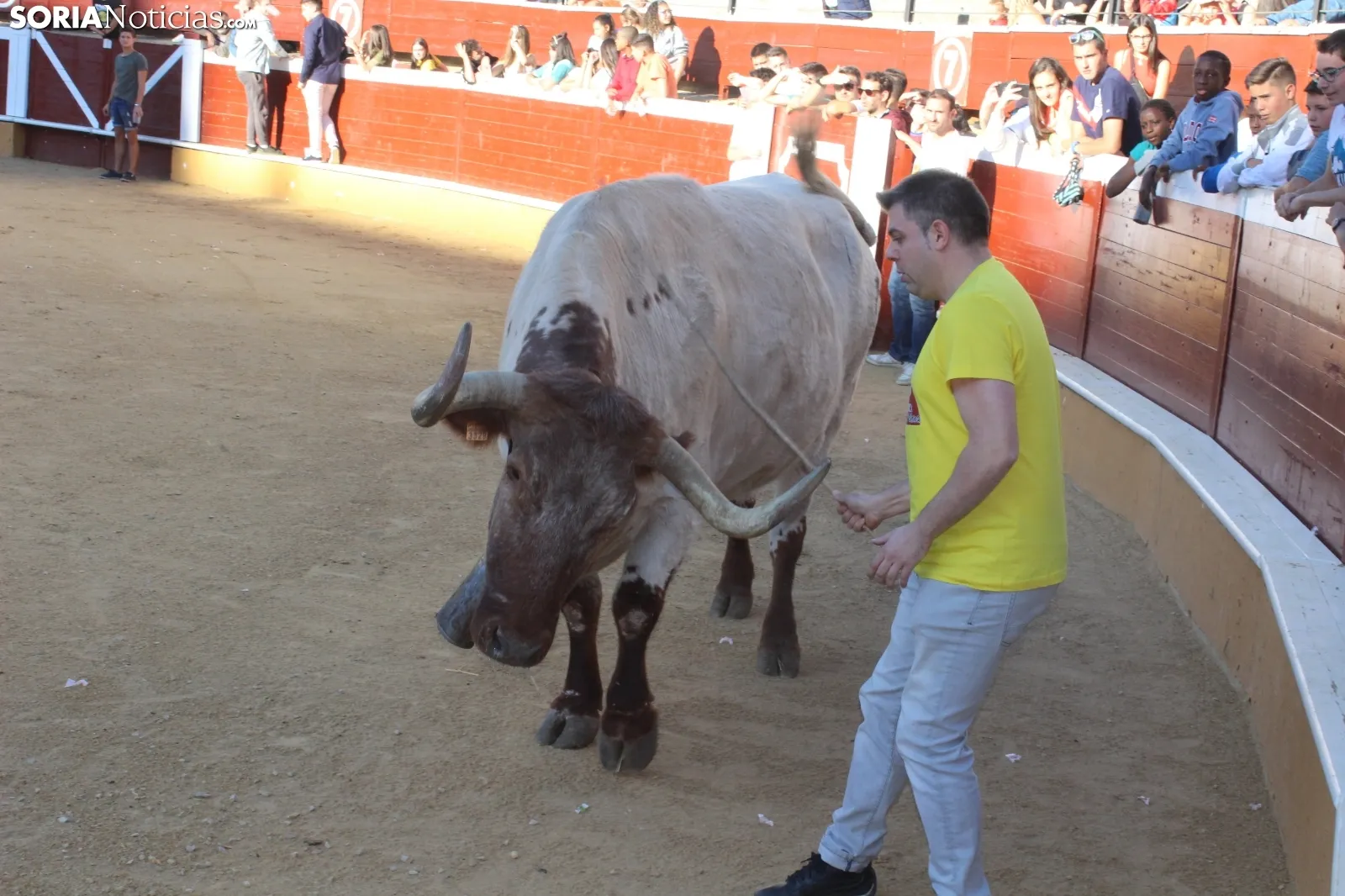 Suelta de vaquillas en La Chata. SN