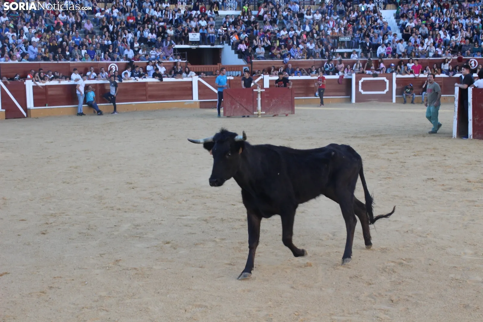 Suelta de vaquillas en La Chata. SN