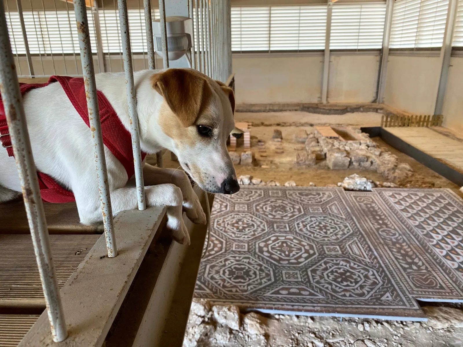 Pipper visita la villa romana de la Dehesa.