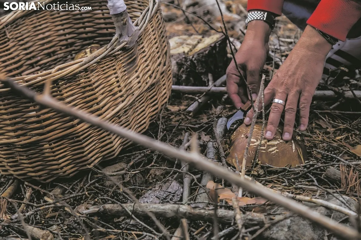 El objetivo del micoturismo es que los visitantes encuentren en el bosque un espacio para disfrutar y para conocer y respetar el monte. Carmen de Vicente