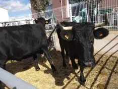 Una imagen de la jornada en Borobia. 