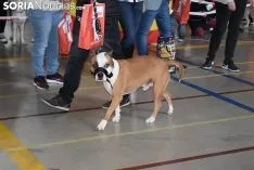 Foto 9 - Galer&iacute;a de im&aacute;genes: los perros Thay, Owen y Toby son los m&aacute;s guapos de Soria