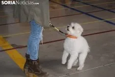 Foto 5 - Galer&iacute;a de im&aacute;genes: los perros Thay, Owen y Toby son los m&aacute;s guapos de Soria