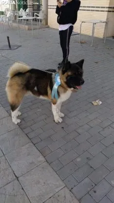 Foto 2 - Galer&iacute;a de im&aacute;genes: los perros Thay, Owen y Toby son los m&aacute;s guapos de Soria