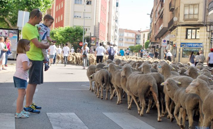 Merinas atravesando el centro de Soria, en un tramo que sigue siendo Cañada Real. /SN