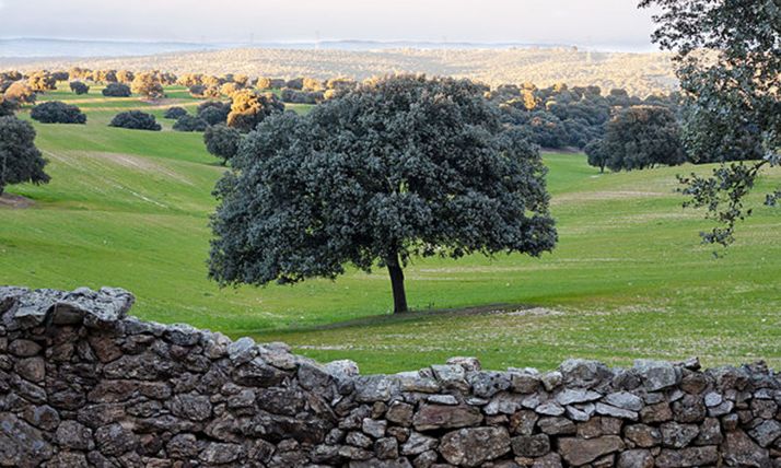 Un ejemplar de encina. 