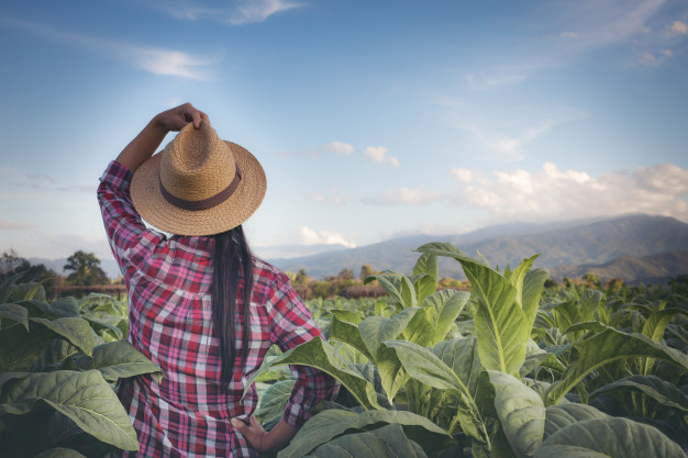 Mujer agricultora en un campo. 