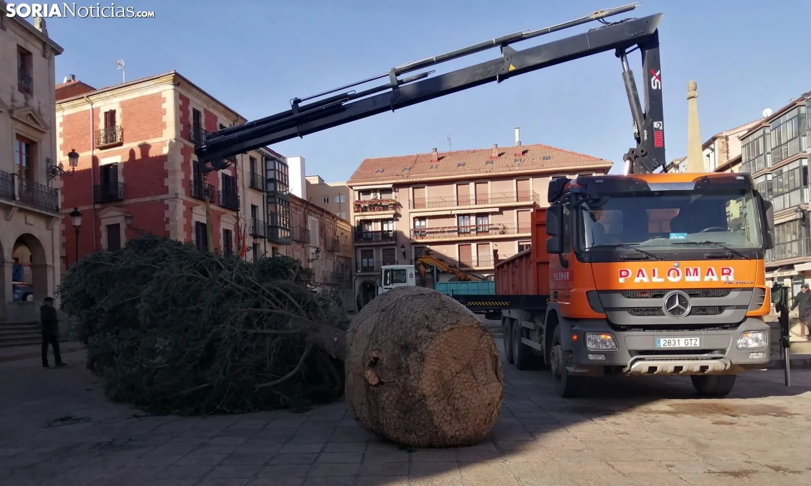 Una imagen del árbol recién llegado a la plaza Mayor. /SN