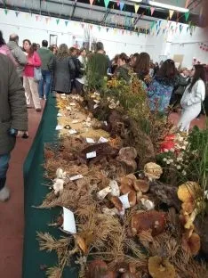 Borobia cierra hoy sus jornadas micológicas 2019.