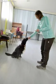 Una imagen del monográfico canino este sábado. /SN