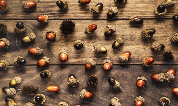 El sábado, La gran bellotada soriana en Cuéllar de la Sierra