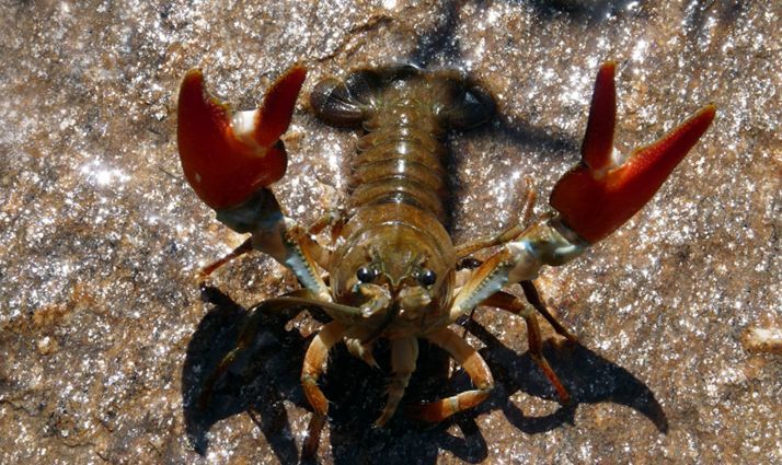Un ejemplar de cangrejo señal. 