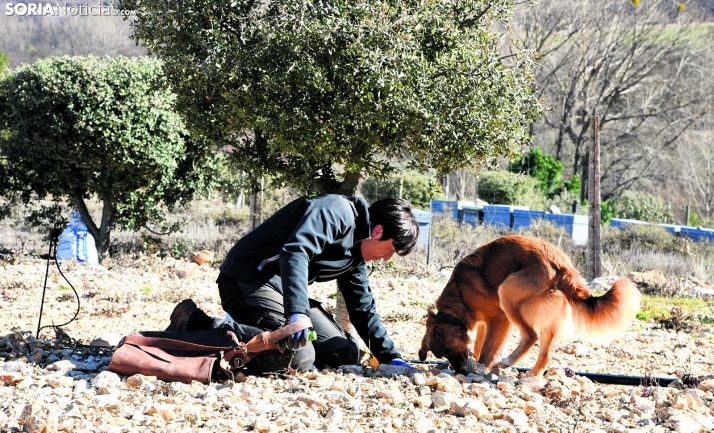 Recolección trufera en una explotación soriana. /SN