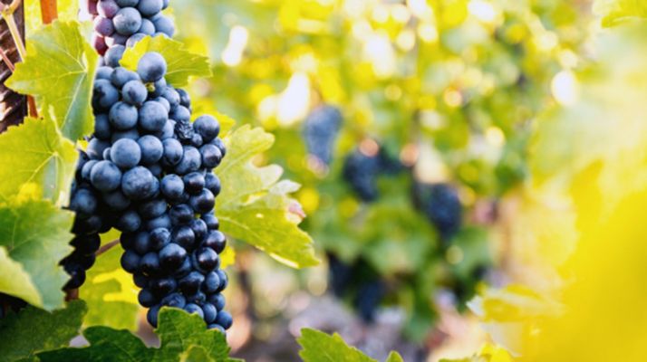 Fase final del proyecto Globalviti, investigación sobre cambio climátivo y producción vinícola