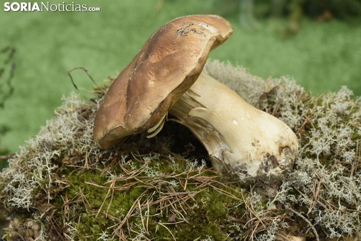 Nueva aplicación para titulares de terrenos micológicos