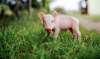 Foto 1 - El proyecto LIFE Smart Fertirrigation hace más sostenible la producción de porcino con la reutilización de purines