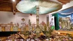 Foto 2 - &lsquo;Montes de Soria&rsquo; constata la consolidaci&oacute;n de la provincia como destino micotur&iacute;stico preferente en la regi&oacute;n