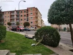 Foto 3 - Un turismo se lleva un &aacute;rbol en la curva de la Arboleda