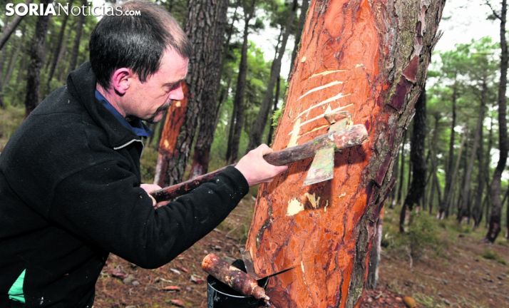 La Red Europea de Territorios Resineros abre un procedimiento para la inscripción temprana de los interesados
