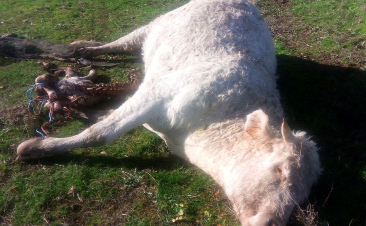 Los buitres acaban con la vida de una vaca y su ternero en La Vídola (Salamanca)