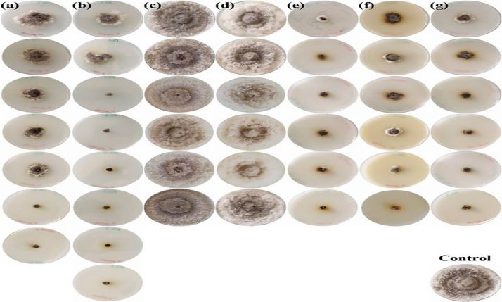 Investigan productos naturales para luchar contra los principales hongos que afectan a la vid