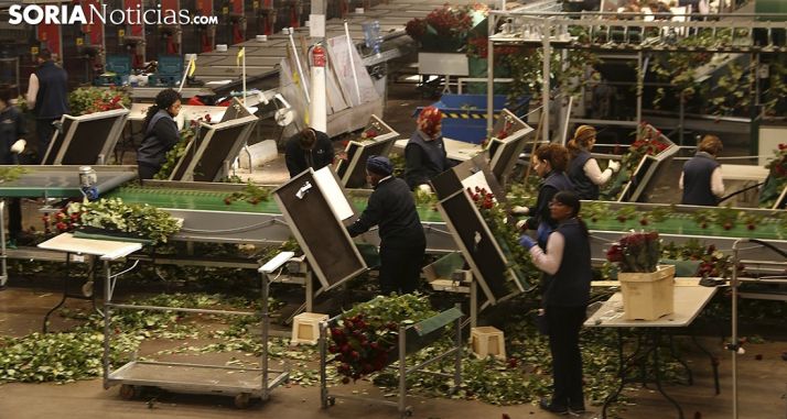 Una de las 8 empresas interesadas en Aleia Roses podría tomar el control de la planta en marzo