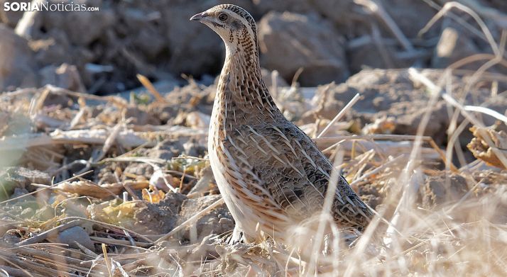 Izquierda Unida alega el anteproyecto de Ley de Caza de CyL
