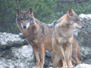 Lobos ibéricos. /Javier Talegón