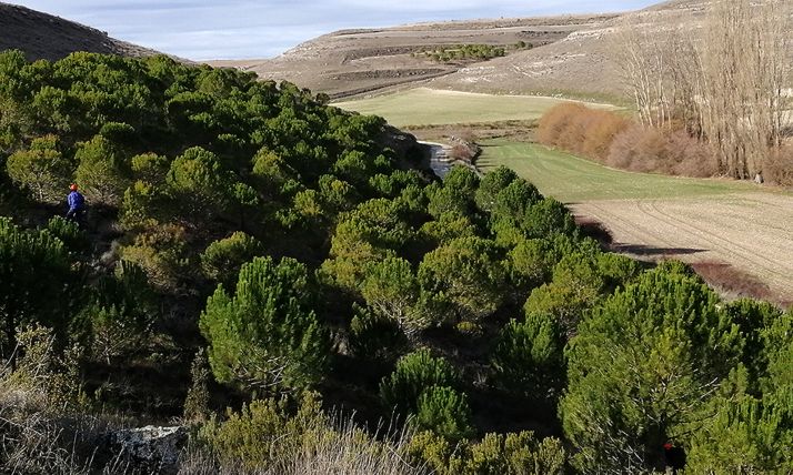 Pinos piñoneros objeto de la actuación. /ASFOSO