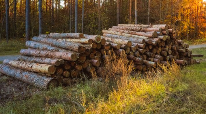 Almazán licita los aprovechamientos de madera para 2020 por más de 133.000 euros